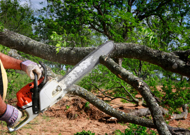 Best Tree Maintenance Programs  in Cimarron Hills, CO